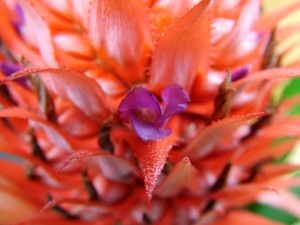 iguazu falls flowers