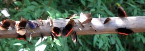 butterfly in iguazu falls