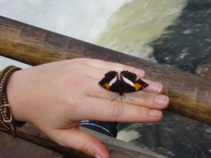 butterfly in iguazu falls
