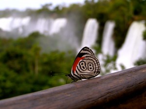 butterfly in iguazu falls