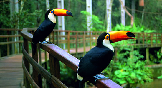 iguazu park argentina