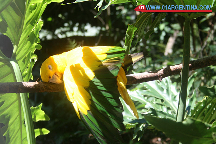 birds-iguazu01