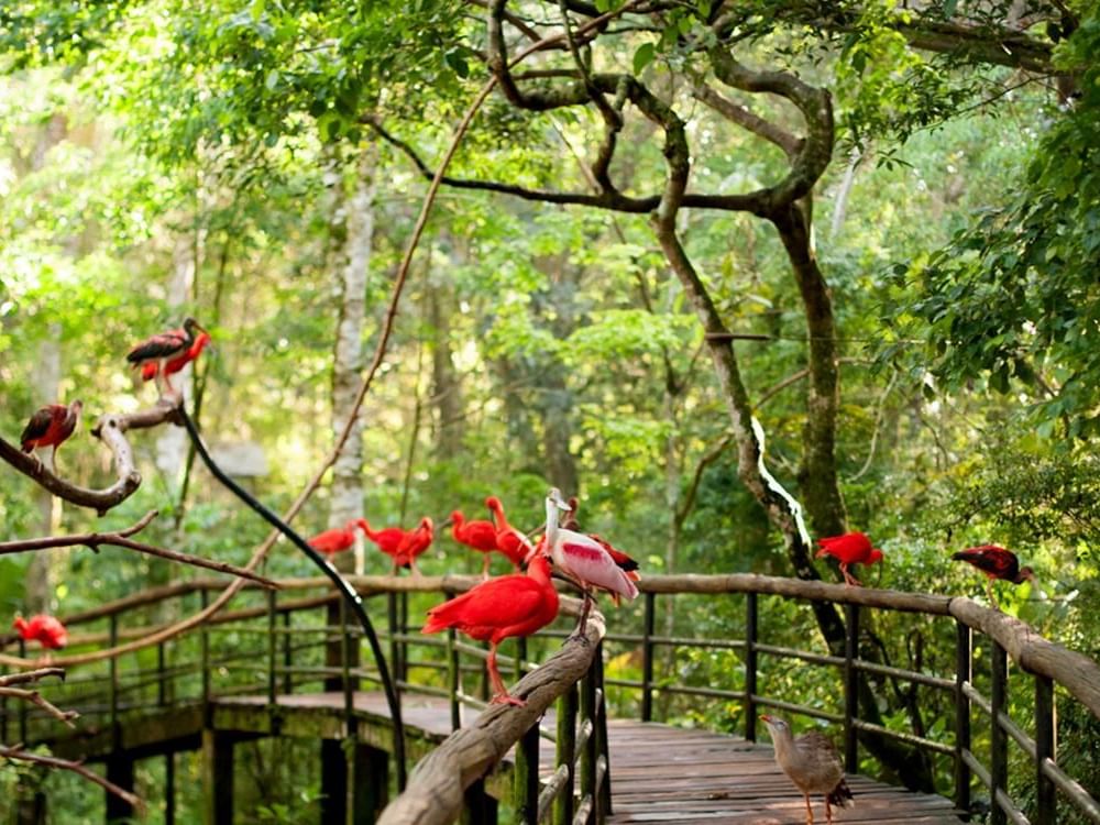 Bird Park (Parque das Aves)